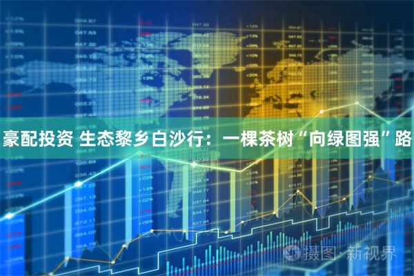 豪配投资 生态黎乡白沙行：一棵茶树“向绿图强”路